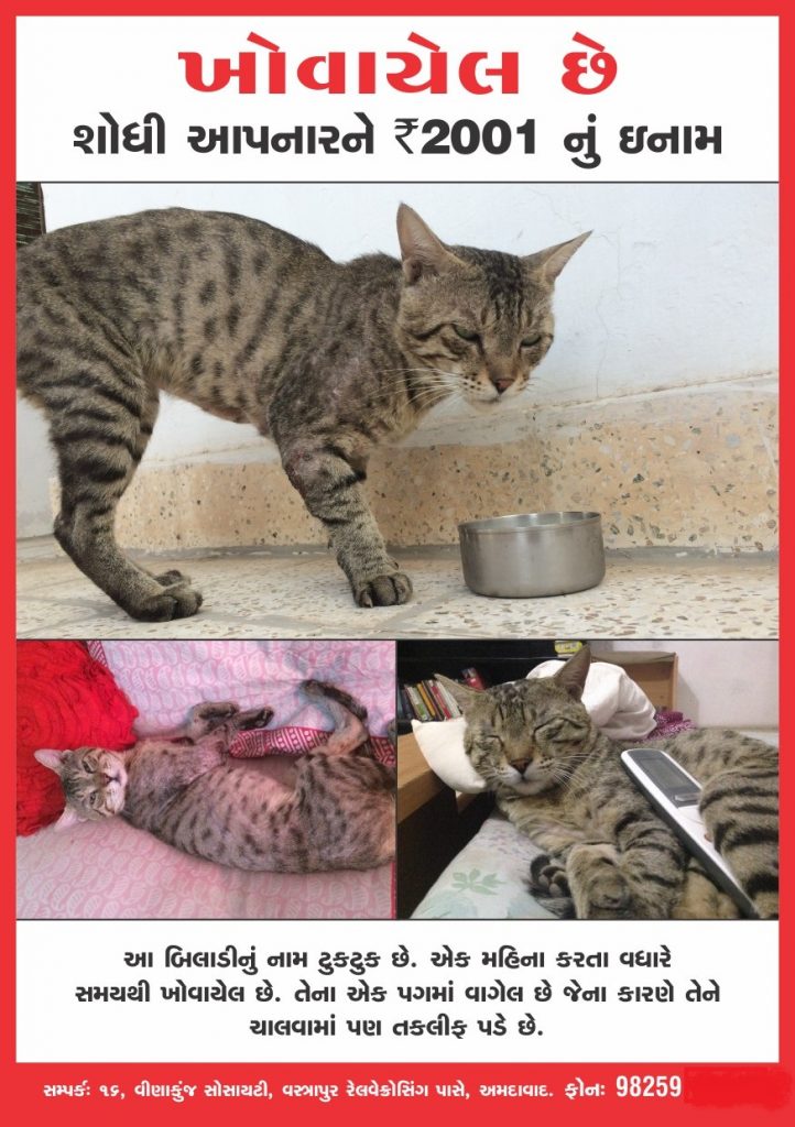 Cat From Ahmedabad Stray Cat