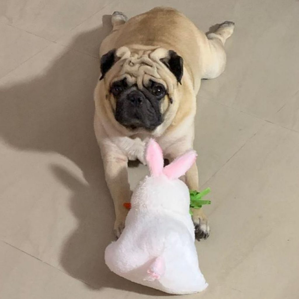 Coco Pug Dog Playing with Toy My Love My Pet