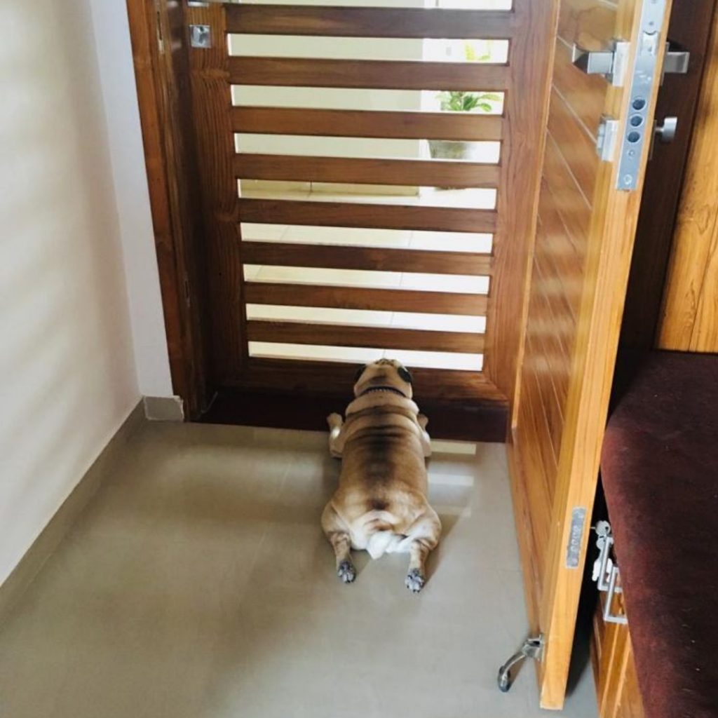Coco Pug Dog Waiting My Love My Pet