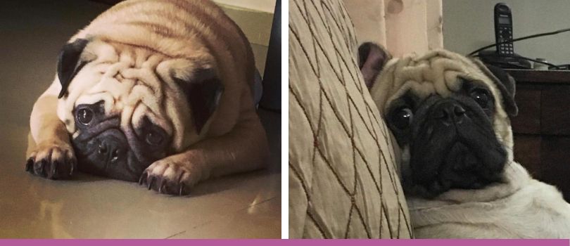 Coco The Pug Dog on My Love My Pet