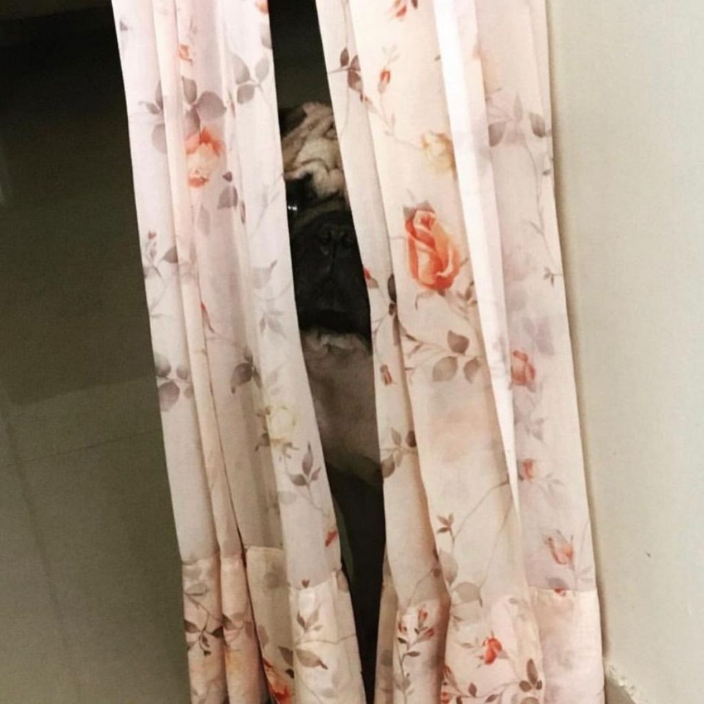 Coco Pug Dog Behind Curtain My Love My Pet