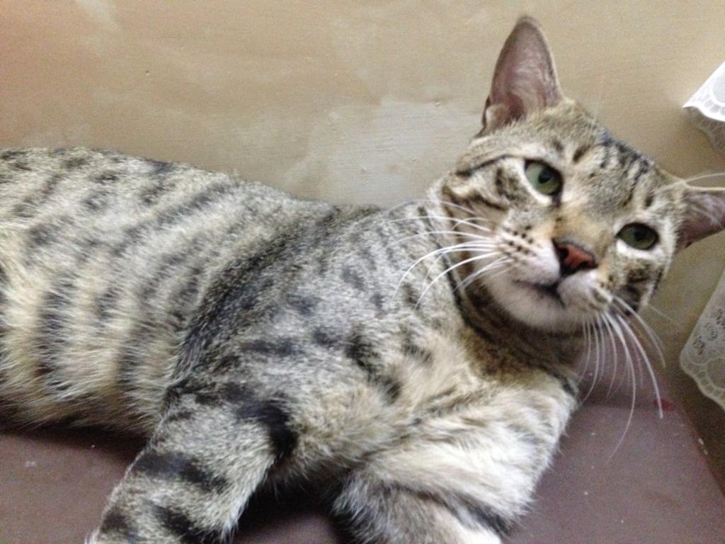 Cat With An Attitude, Tuk Tuk from Ahmedabad