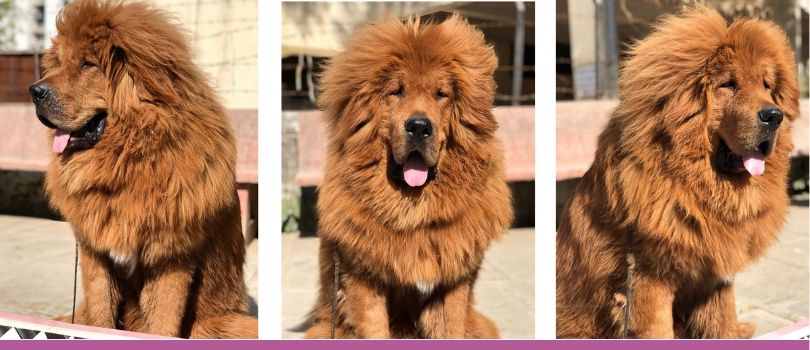 Tibetan Mastiff From All Sides My Love My Pet
