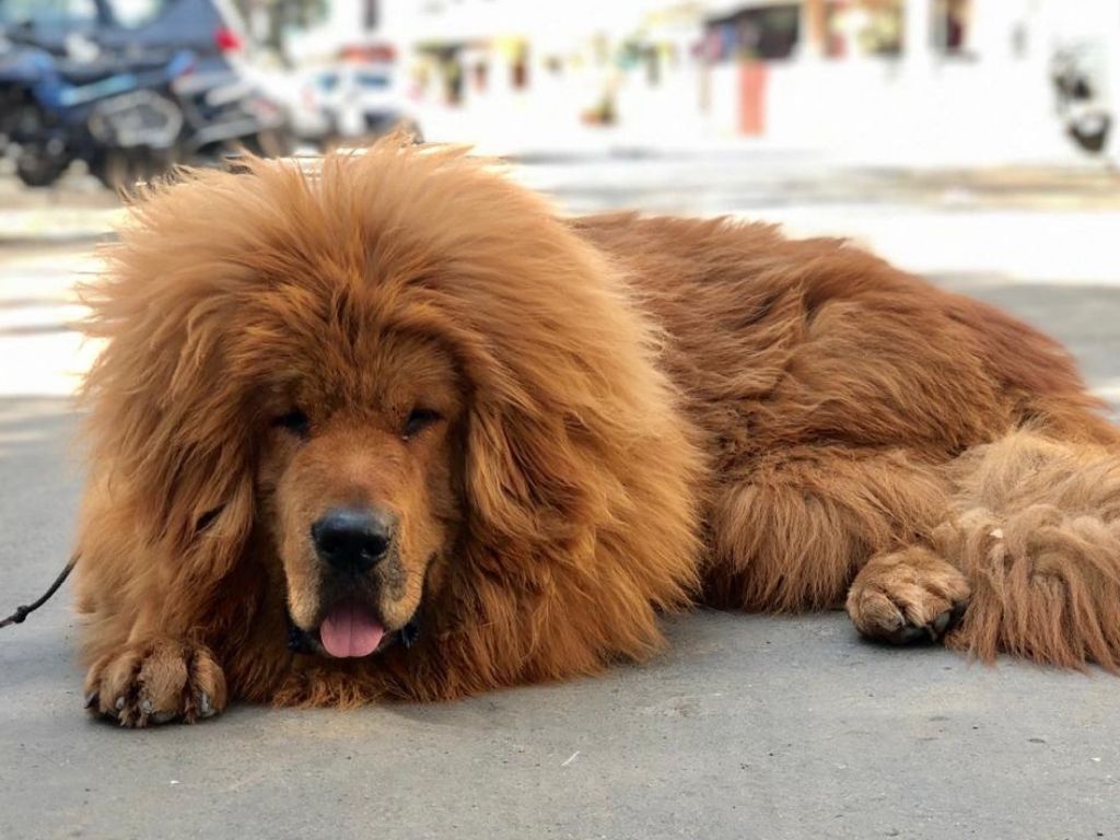 does the tibetan mastiff love children