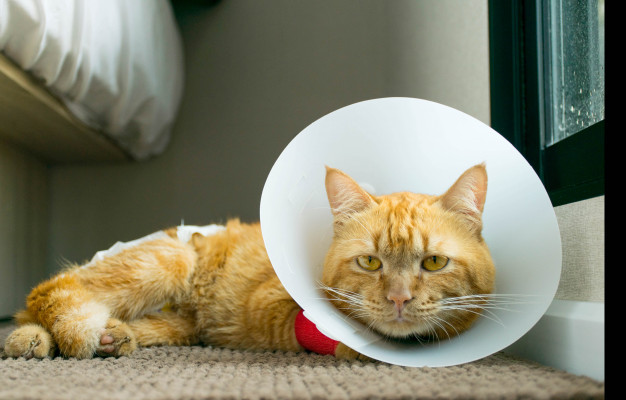 Everything about Pet Cone or E-collar or Cone of Shame