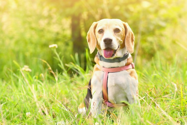 Grieving Pet Parents cannot listen it was just a dog my love my pet