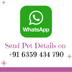 WhatsApp My Love My Pet