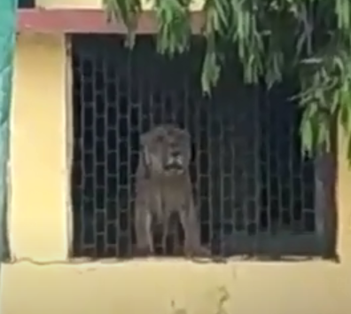 Lion Visit Una School