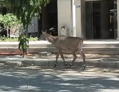 Nilgai Visited C G Road in Lockdown