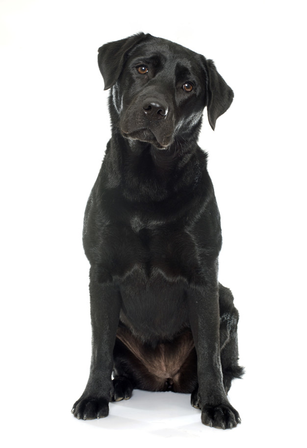 Balck Labrador Dog