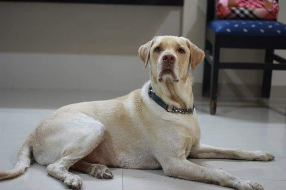 Labrador Retriever Dog Breed