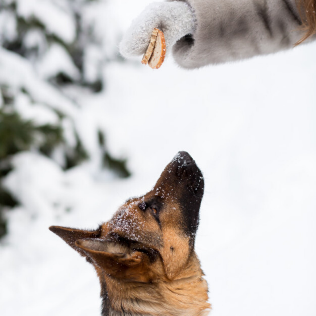 GSD with Treat