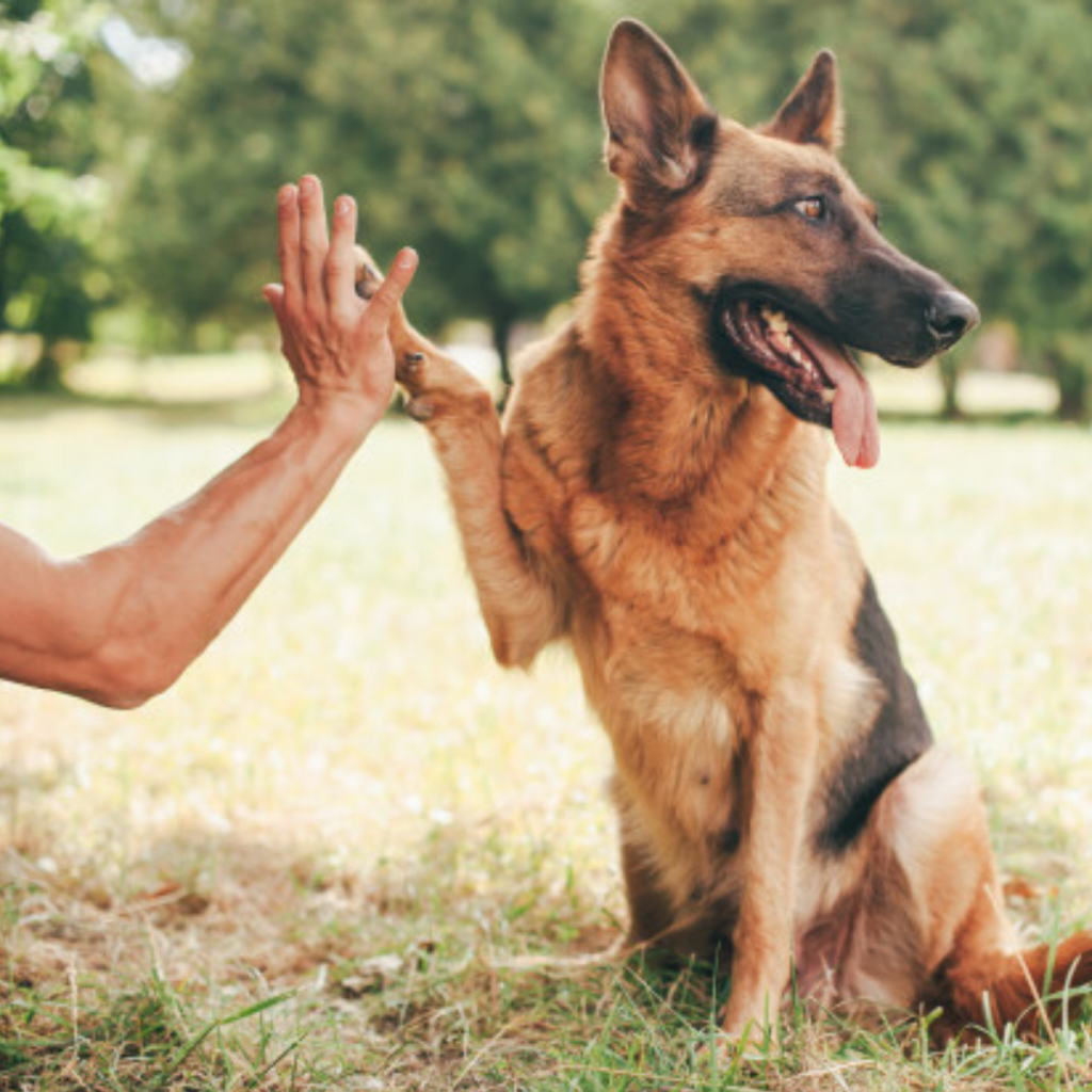 German Shepherd Learning Basic Command