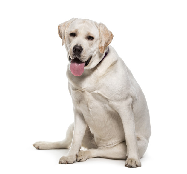Golden Labrador Retriever Dog