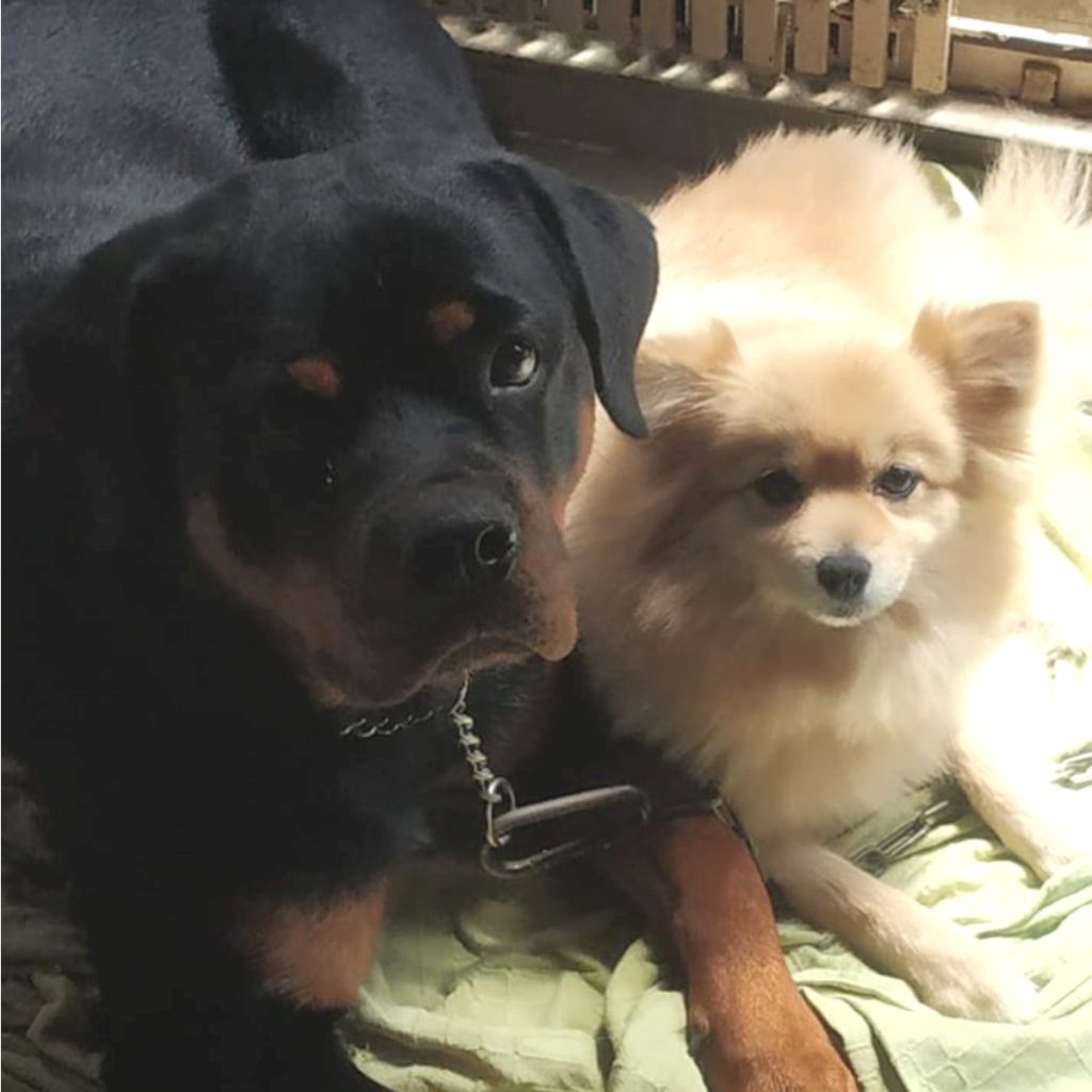 Gracy Rottweiler with Pomeranian Rahul Rajvaidya Ahmedabad