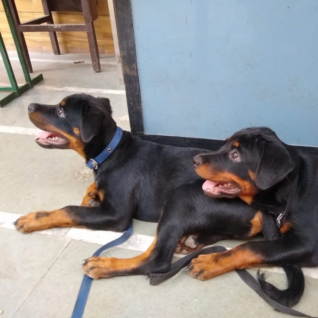 Jack & Jill Rottweiler Dog Thane Maharashtra Prathmesh
