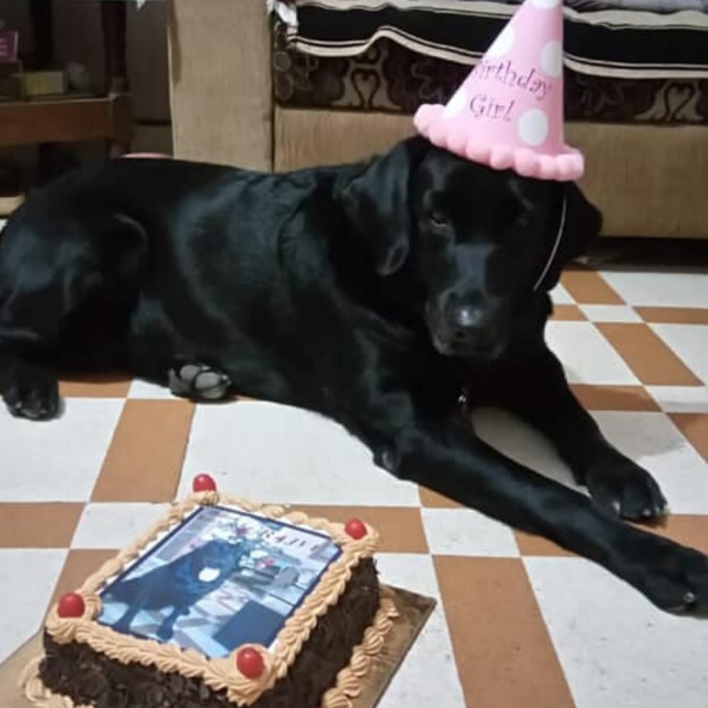 Labrador Dog Blacky Bhavnagar