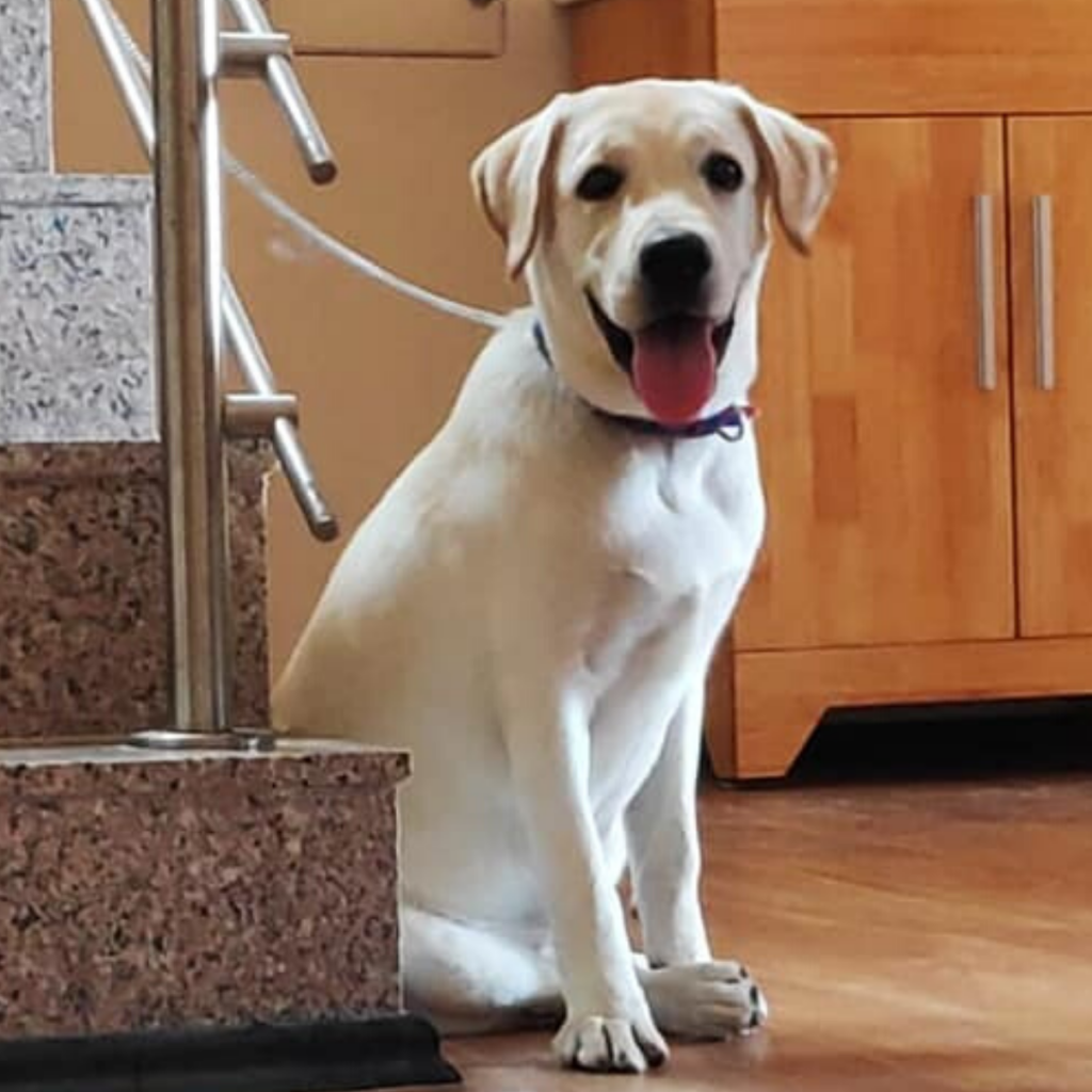 Labrador Breed Dog Jimmy Rajkot