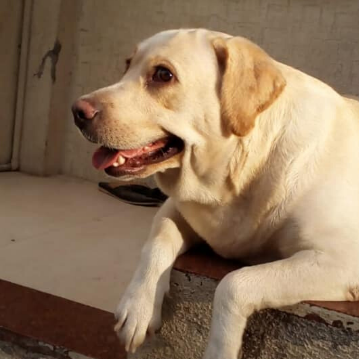 Labrador Retriever Dog Breed, Training, Exercise, Food - My Love My Pet
