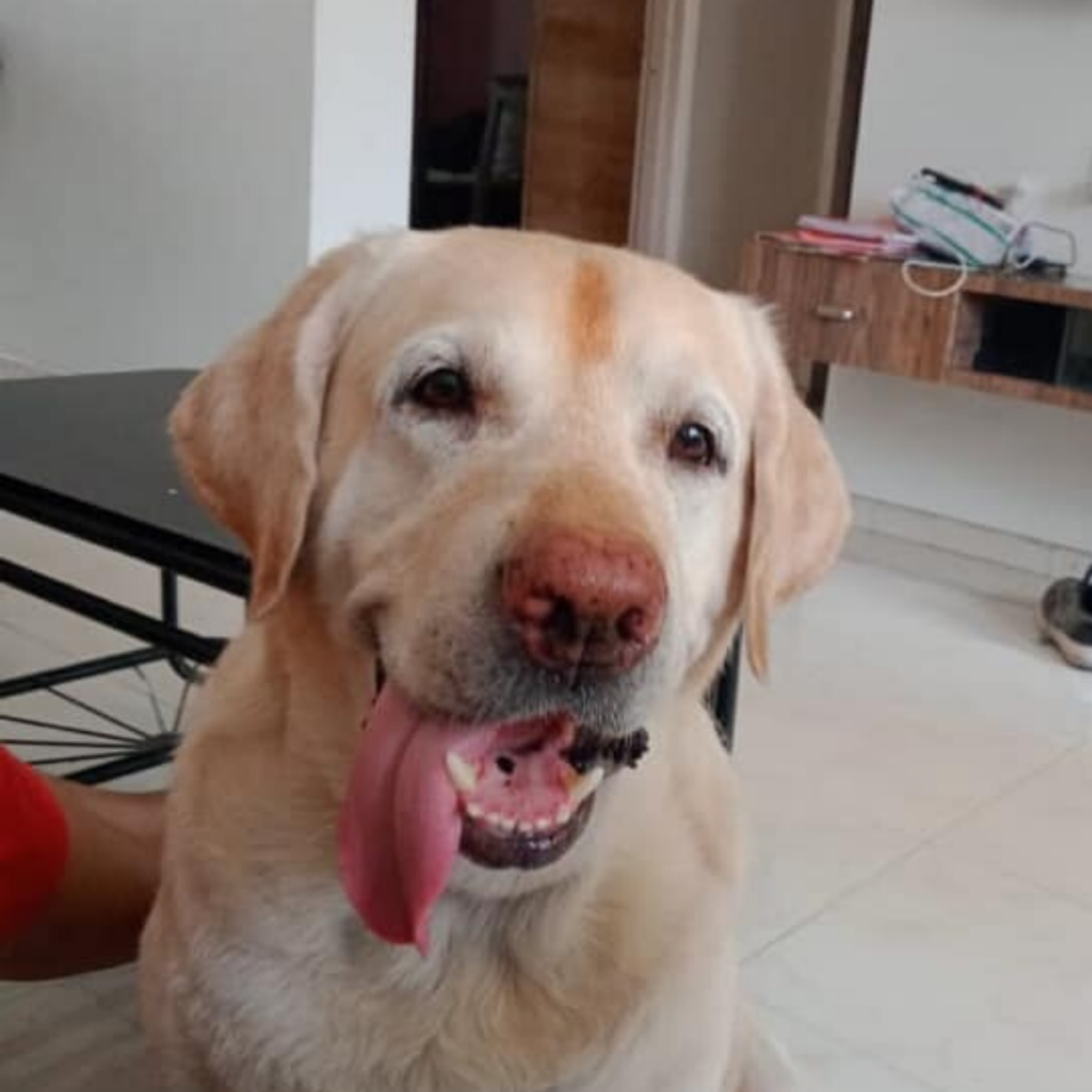 Labrador Retriever Dog Breed Prince Surat
