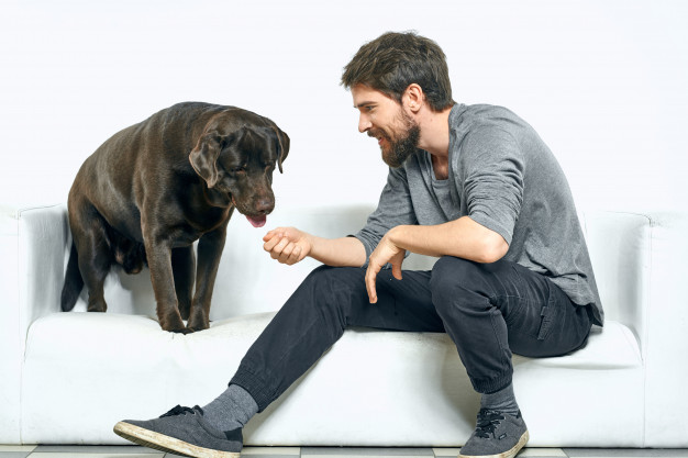 Labrador Dog Black Training