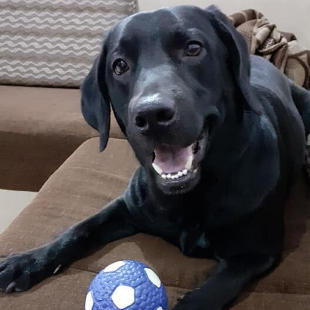 Labrador Dog Breed Tuffy Anand