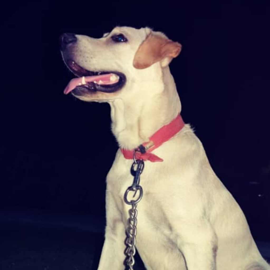 Labrador Dog Tysu Gandhinagar