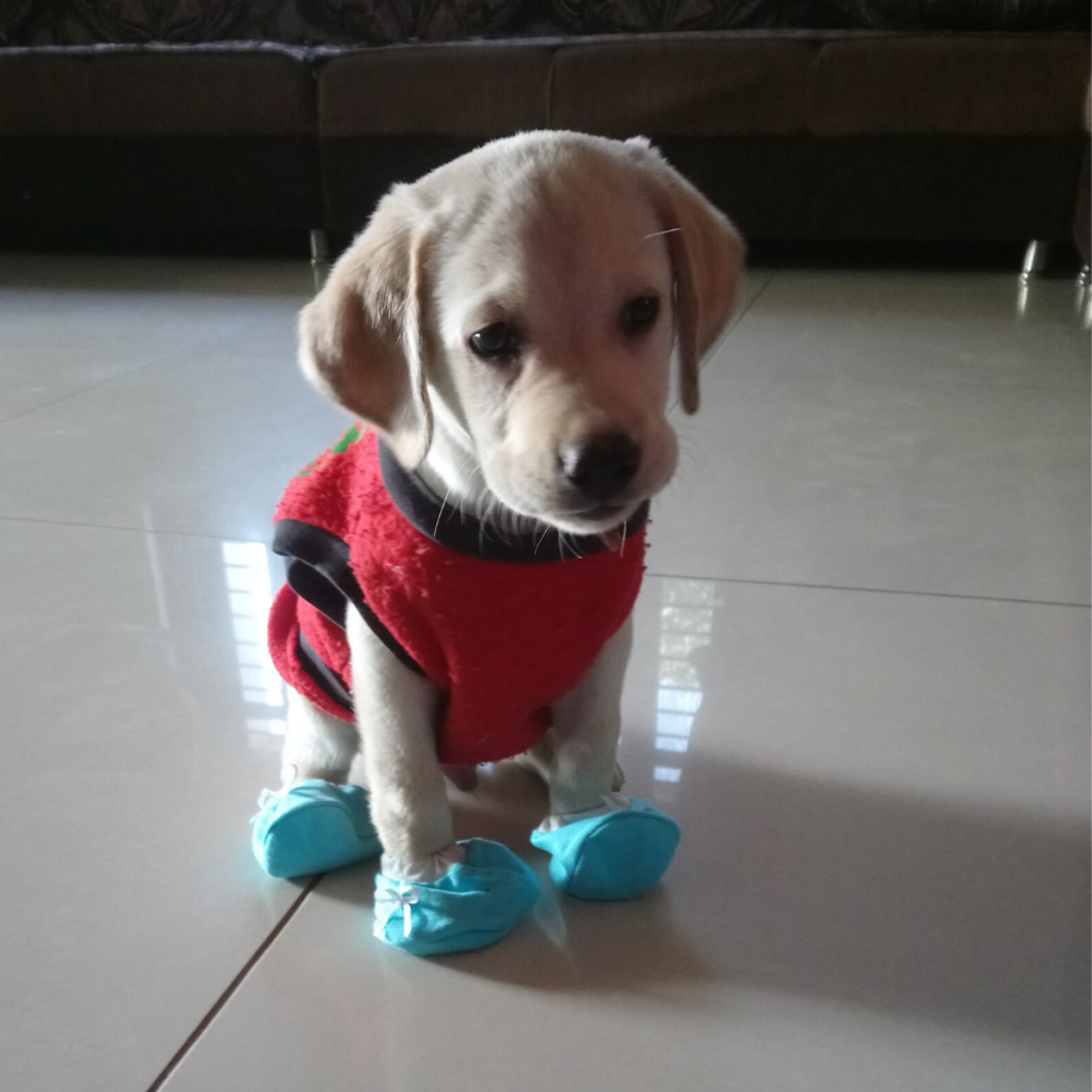 Labrador Puppy Balaram Ahmedabad