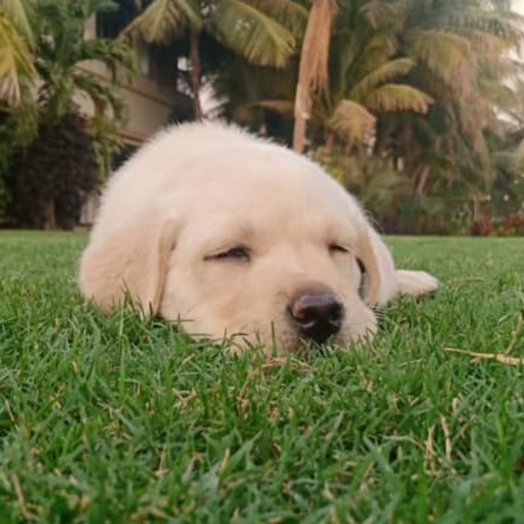 Labrador Puppy Hunter Gujarat