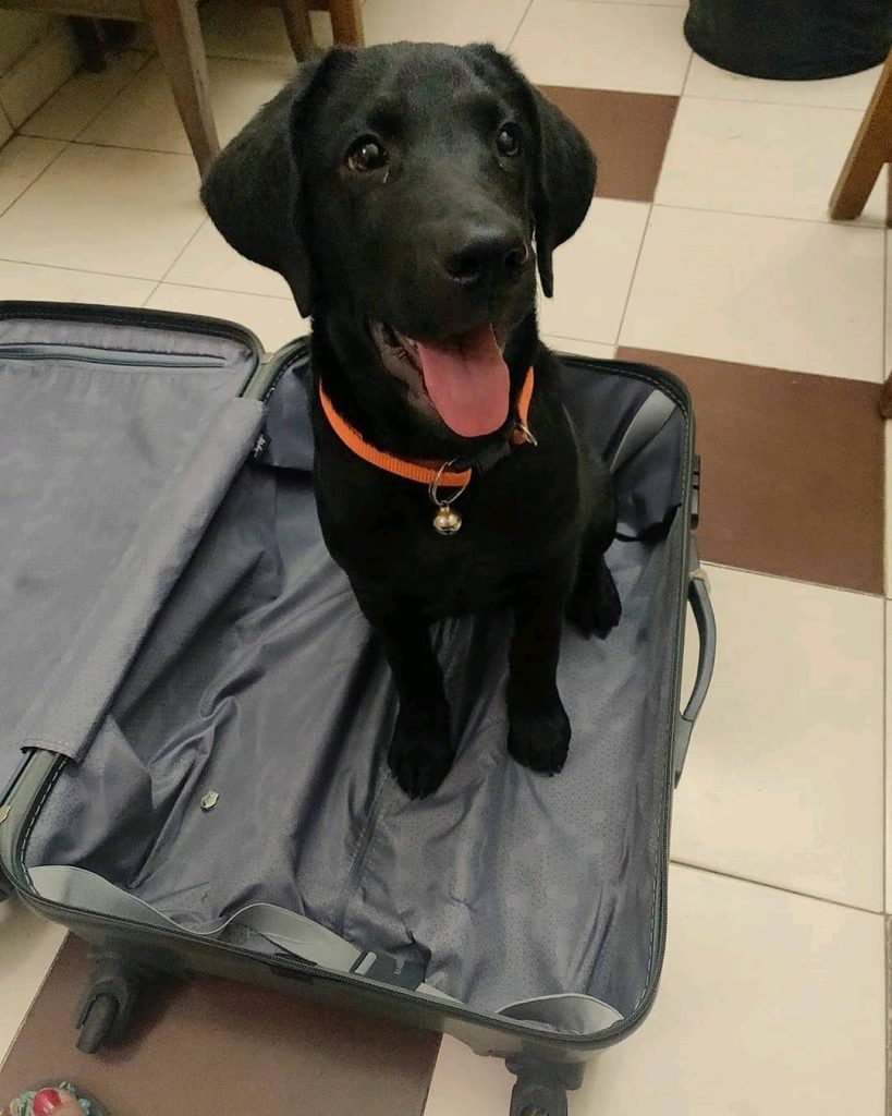 Labrador Retriever Dog Breed Leo
