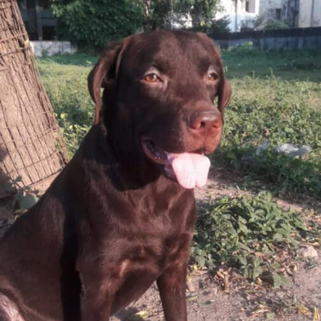Labrador Retriever Dog Coco Vadodara