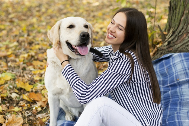 Labrador Retriever Dog