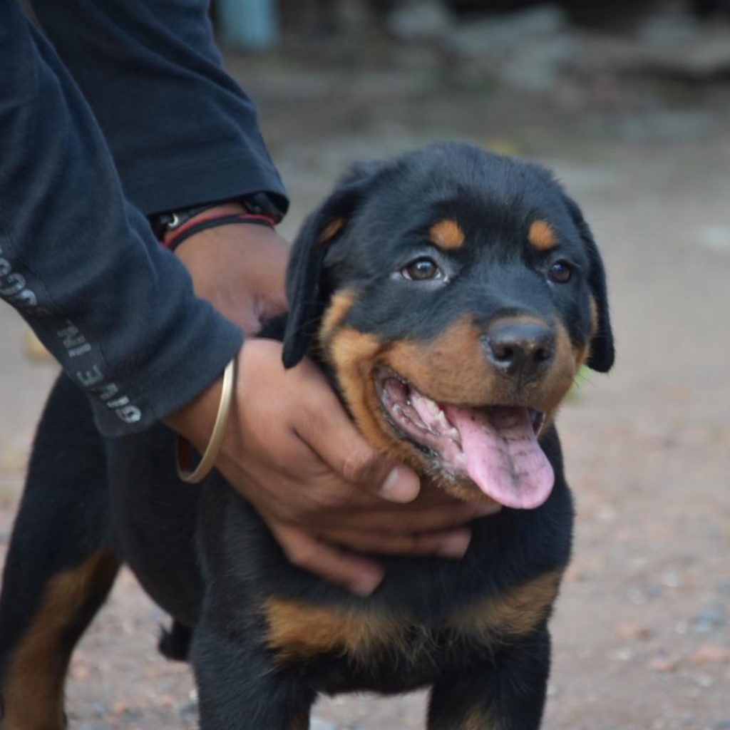 Roxy Rottweiler Dog Kadod Parth Bhavshar 2