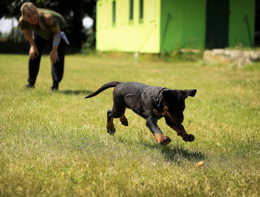 Rottie in action