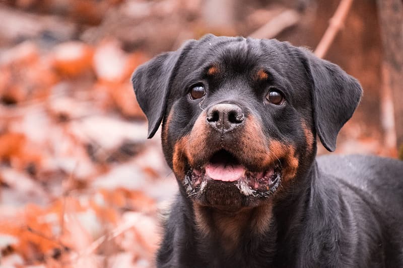 at what age should i start training my rottweiler puppy