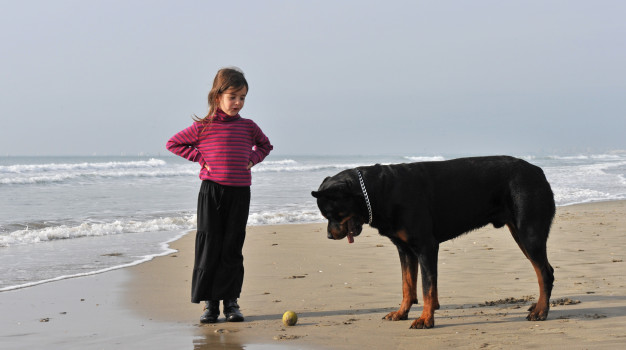 Rottweiler Training with Kid