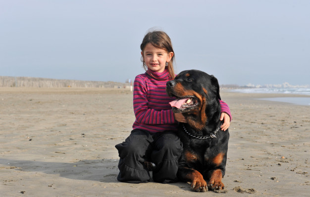 rottweiler dog socialization training