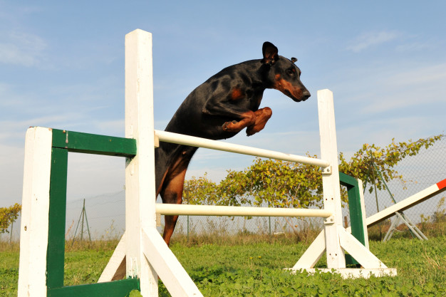 doberman-agility