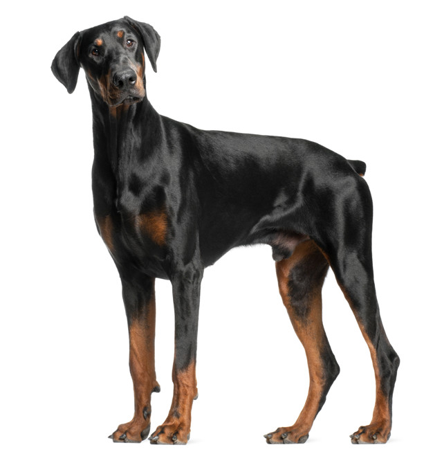 German shepherd with doberman new arrivals