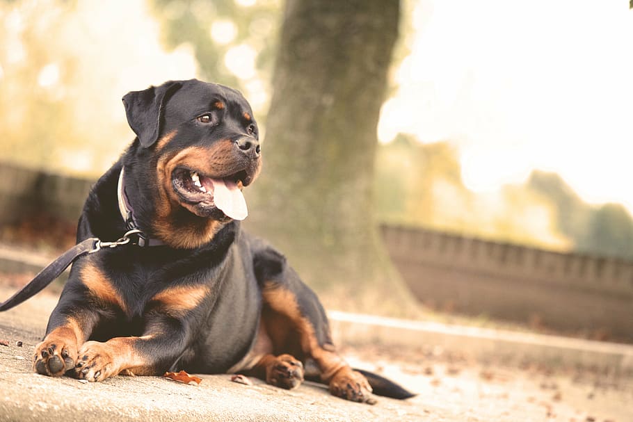 Rottie dog-pet-leash-animals