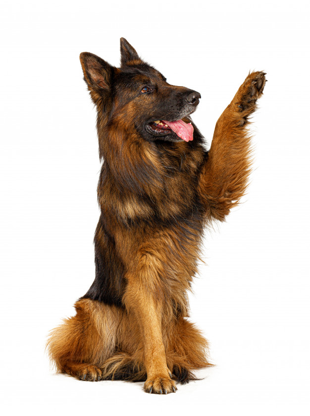 german-shepherd-dog-with-its-paw-up