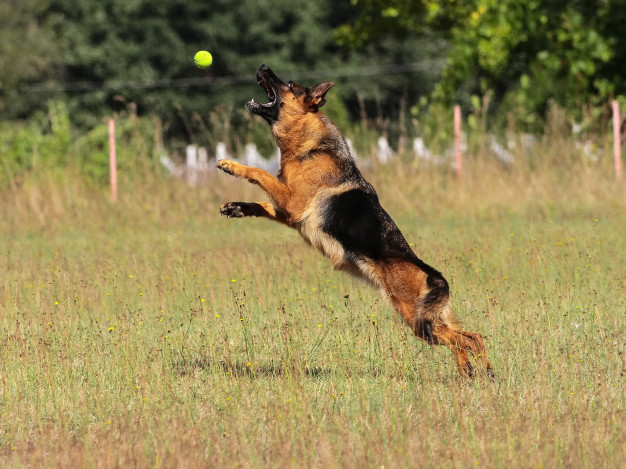 german-shepherd-dog