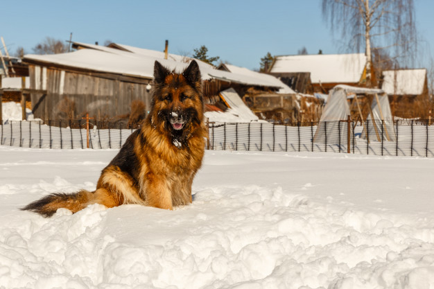german-shepherd-dog