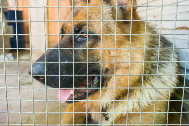 german shepherd locked cage