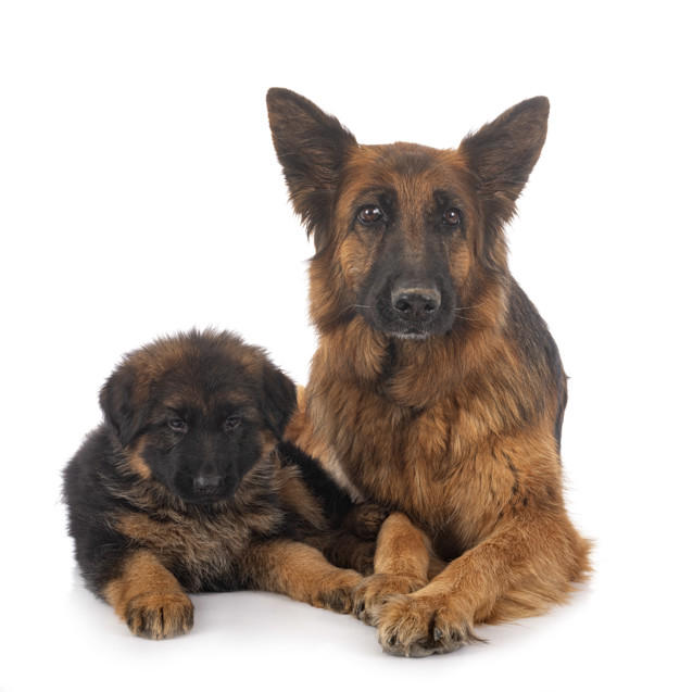 puppy german shepherd and adult