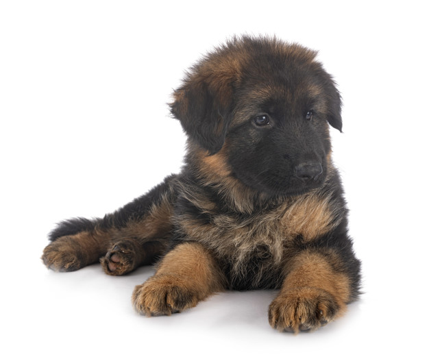 german shepherd puppy