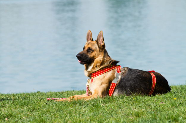 german shepherd dog