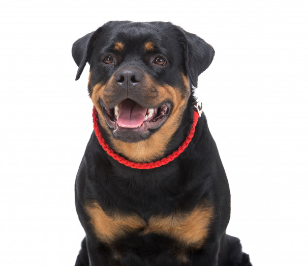 purebred rottweiler with red thong 