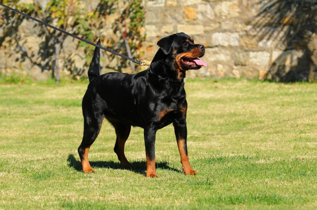 purebred-rottweiler-dog_100493-825