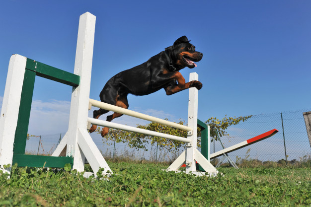 rottweiler agility training